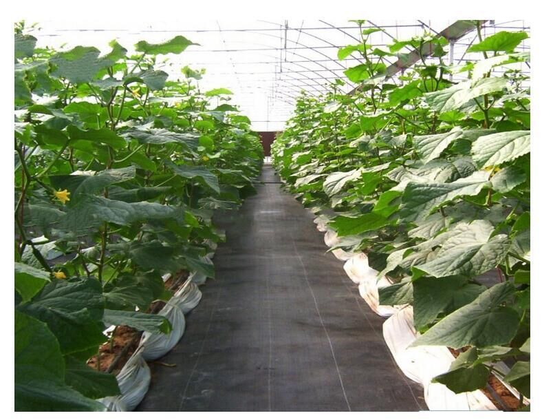 园艺地布(防草布)