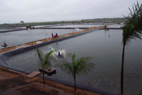 为什么一般推荐养殖专业户使用黑色的土工膜？